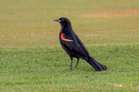 EWZ_1723