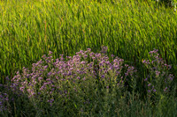 EWZ_1734