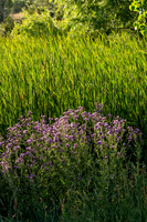 EWZ_1735