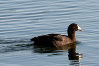 EWZ_1761