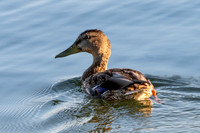 EWZ_1753
