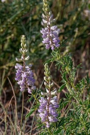 EWZ_1644