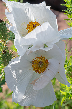 EWZ_1688